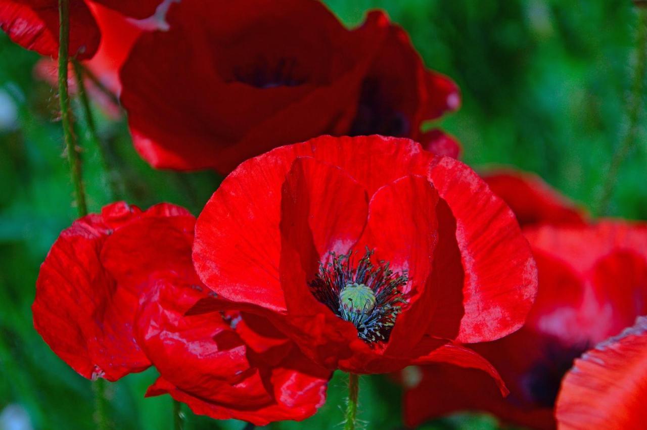 Poppy Flower Apartment ブダペスト エクステリア 写真
